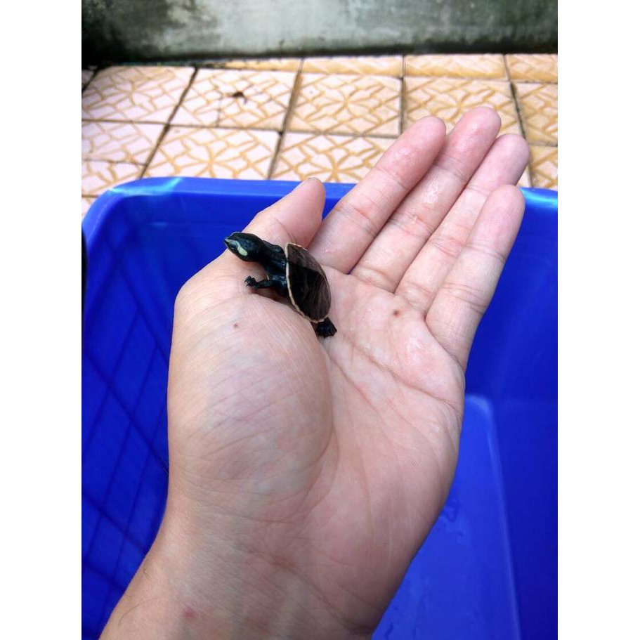 BEST SELLER Kura-kura Baby Dada Merah 3 cm (unsex)