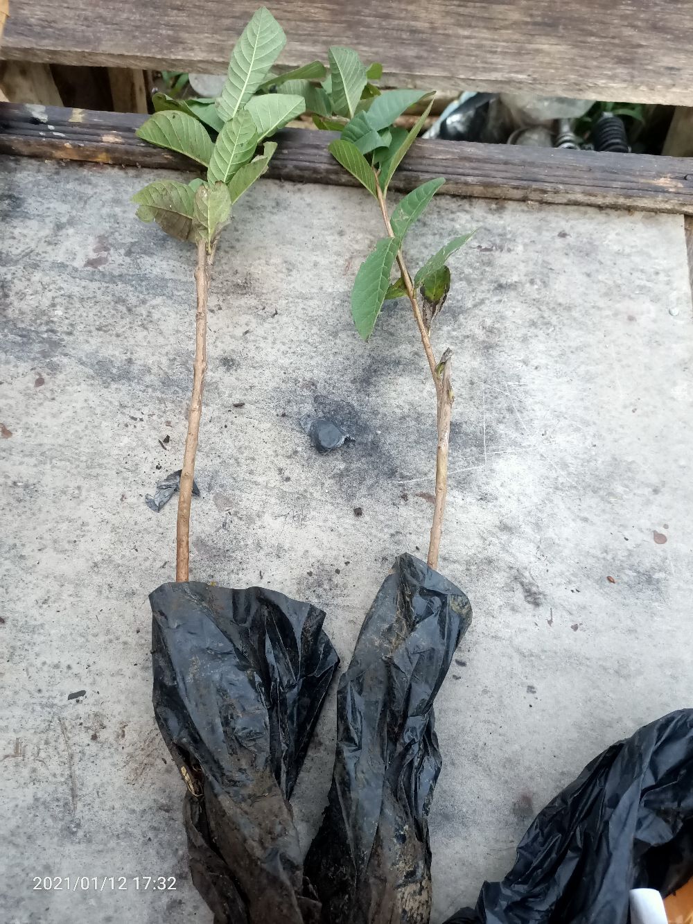 Bibit Jambu Kristal Putih Non Biji