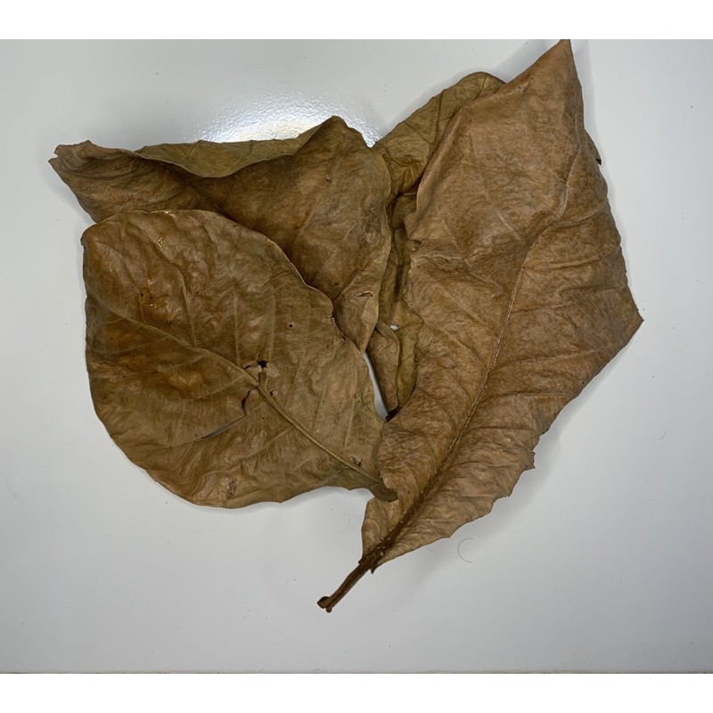 

Daun Ketapang Super 500g/10k
