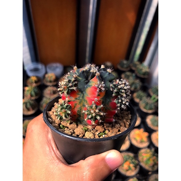 gymnocalycium mihanovichii hybrid