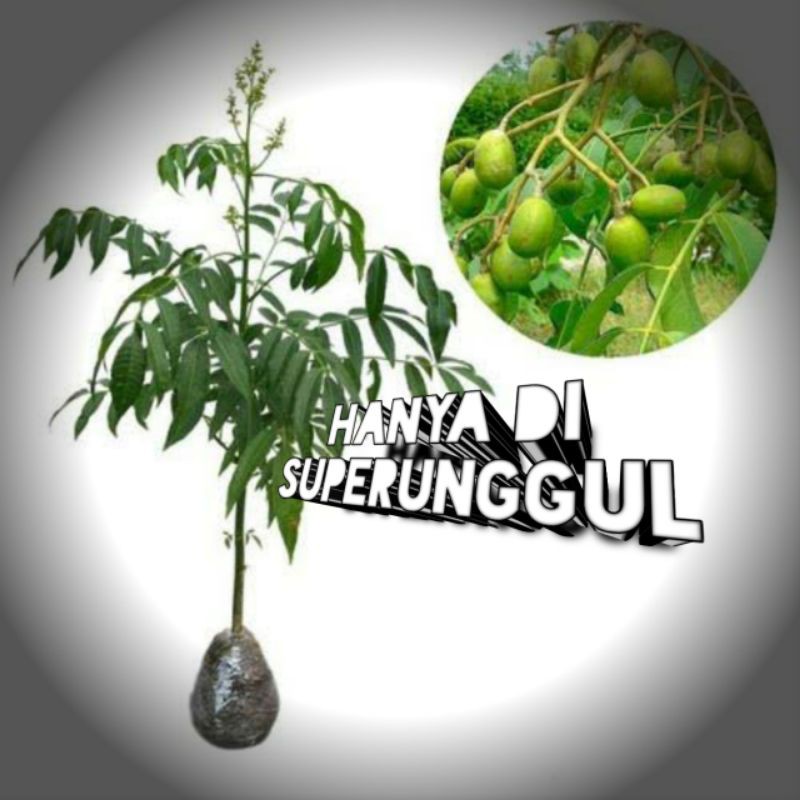 Bibit Kedondong Superunggul