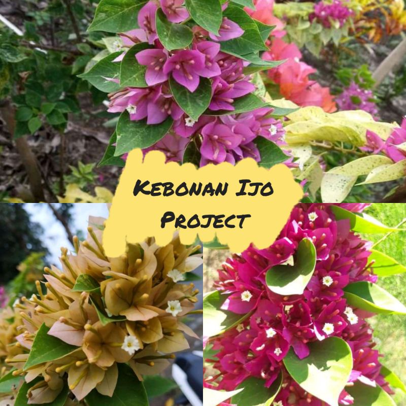 Paket Murah 3 Tanaman Bougenville Singapore Soft Pink, Kuning dan Merah Fanta