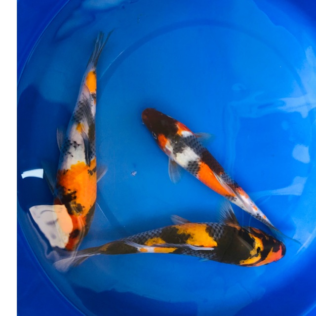 Paket Showa 3 ekor Koi Blitar