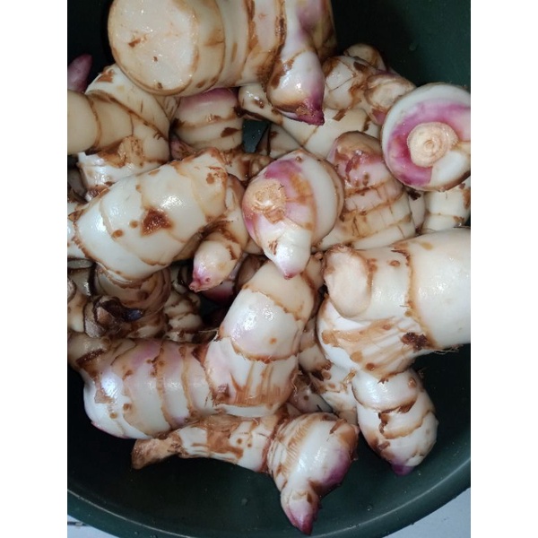 

Ubi ganyol atau ubi ganyong segar 1kg