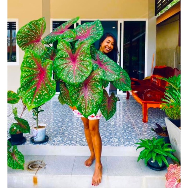 Caladium Red Star Remaja, Keladi hias,Caladium murah ,Keladi Murah