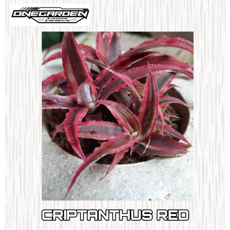 TANAMAN HIAS GANTUNG CRYPTANTHUS MERAH
