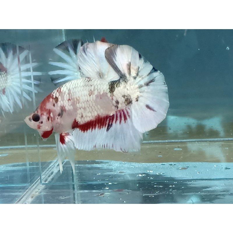 Ikan Cupang/Betta Fish/Ikan Cupang FCCP