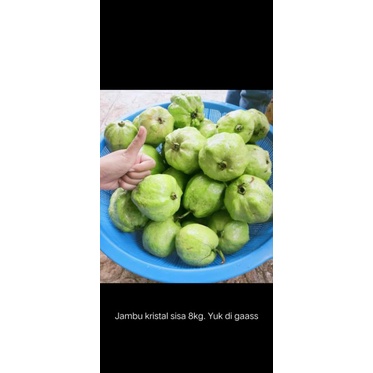 

jamkis (jambu kristal)