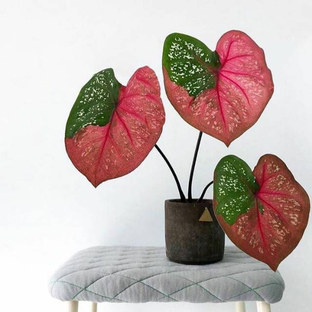 Tanaman Hias Keladi Baret Caladium Bicolor Shopee Indonesia