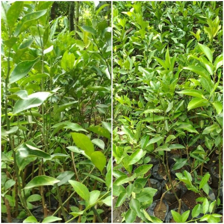 BIBIT Jeruk Nipis Okulasi