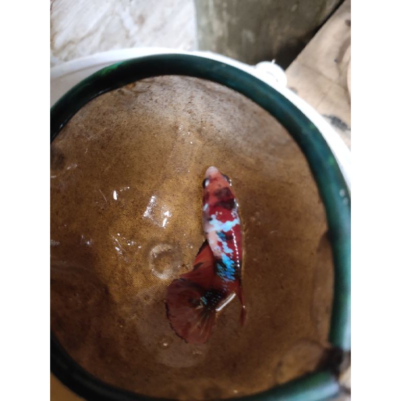 

ikan cupang 1 pair