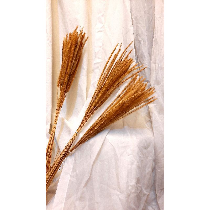 ilalang kuning / ilalang dried flower / bunga kering / ilalang ekor tikus