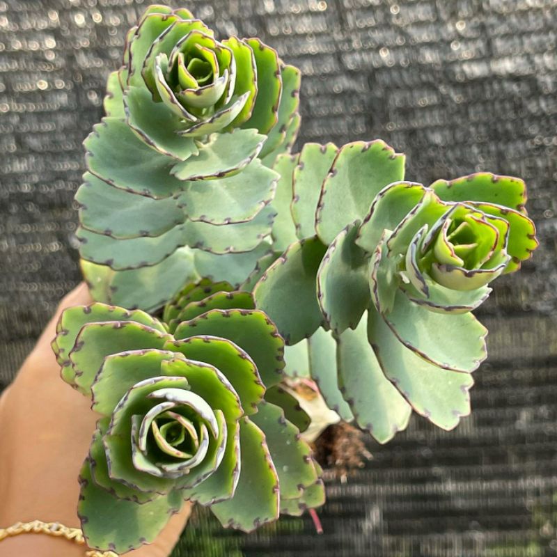 Sukulen Kalanchoe Marginata