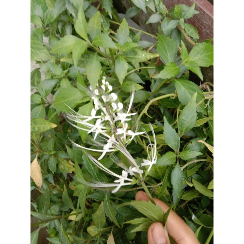 Tanaman herbal kumis kucing