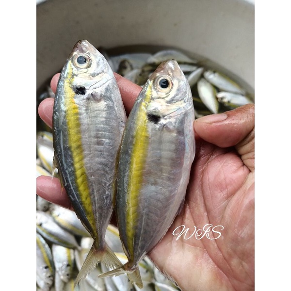 

Ikan selar segar super jooss ikaa harian bukan bekuan