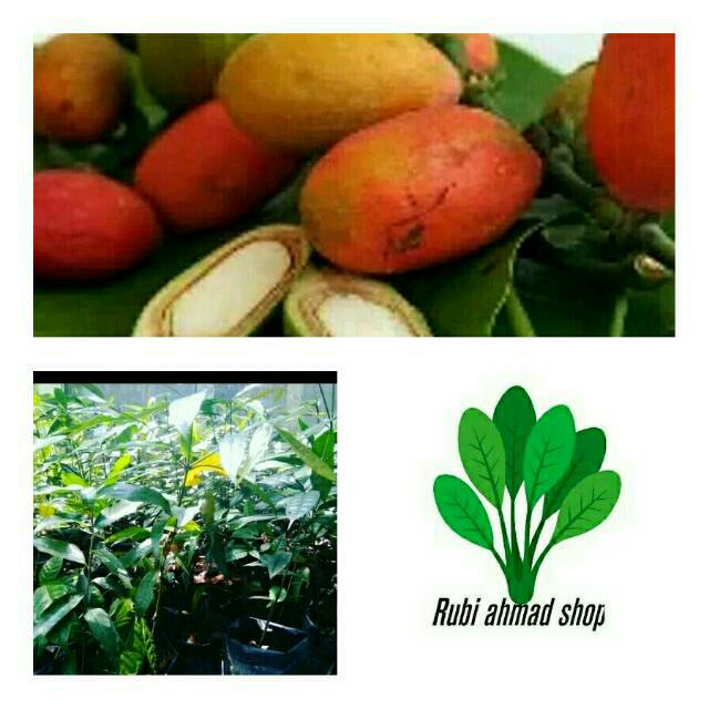 Bibit pohon melinjo/bibit tanaman melinjo/tangkil