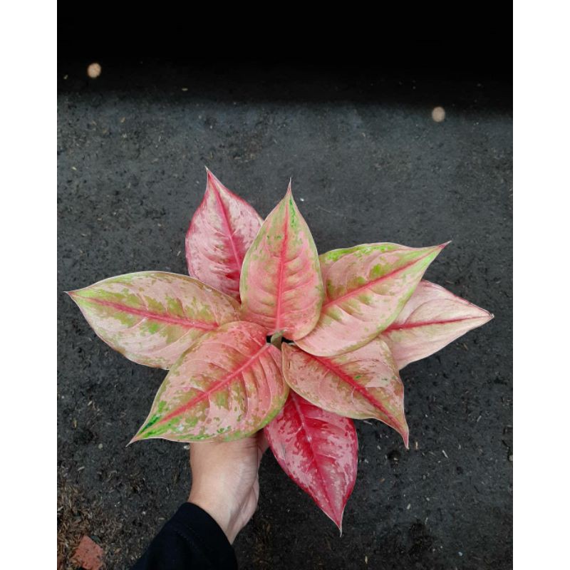 Light Of Diamond/LOD/Aglaonema/Aglonema/Tanaman Hias/Merah/Red