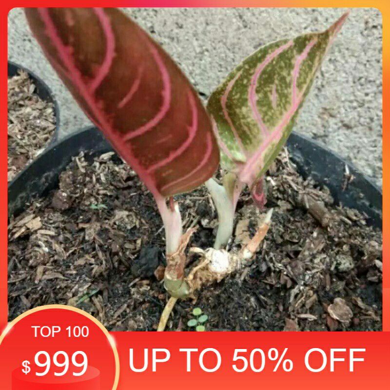 bibit Aglonema RED SUMATRA