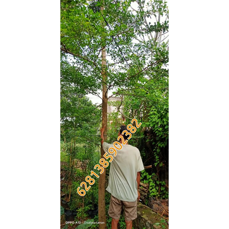 pohon Ketapang kencana 6 meter/pohon pelindung Ketapang kencana