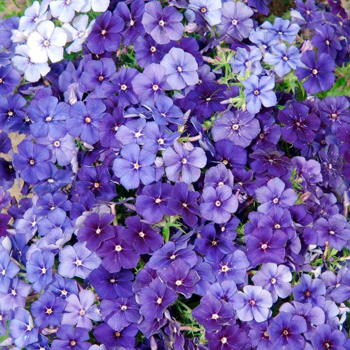 Benih Bibit Biji - Bunga Phlox Moody Blues (Phlox drumondii) Flower Seeds - IMPORT