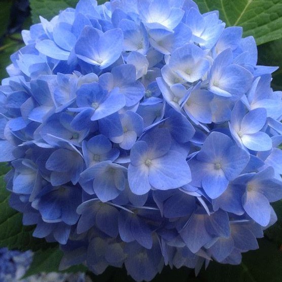 Benih HYDRANGEA - Bibit Biji Bunga