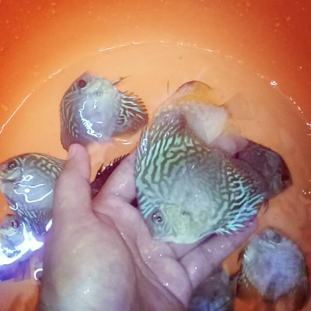 

Discus jenis torquis