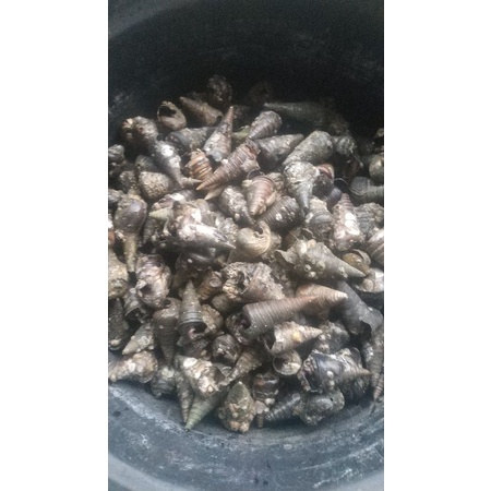 KELOMANG KERUCUT/DARAT umpan Galatama/harian lele dan bawal