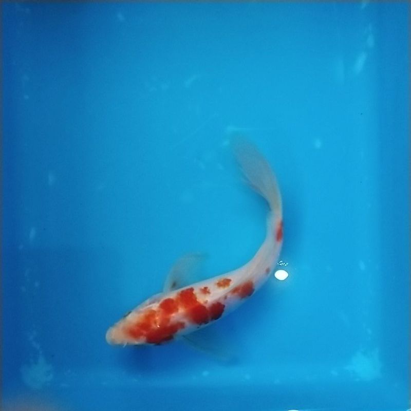 IKAN KOI KOHAKU KUMPAY 18-22 CM KD:01