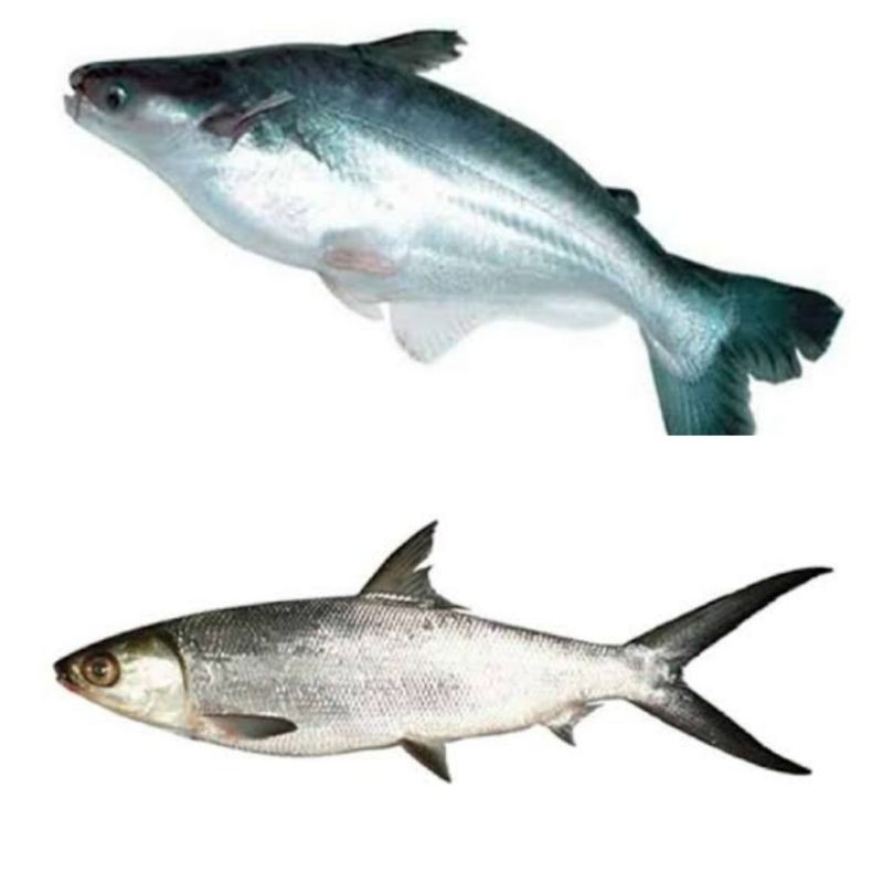 

Ikan Bandeng, Ikan Patin 1 ekor