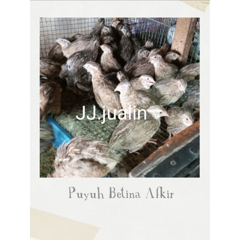 

puyuh betina afkir - burung puyung betina afkir