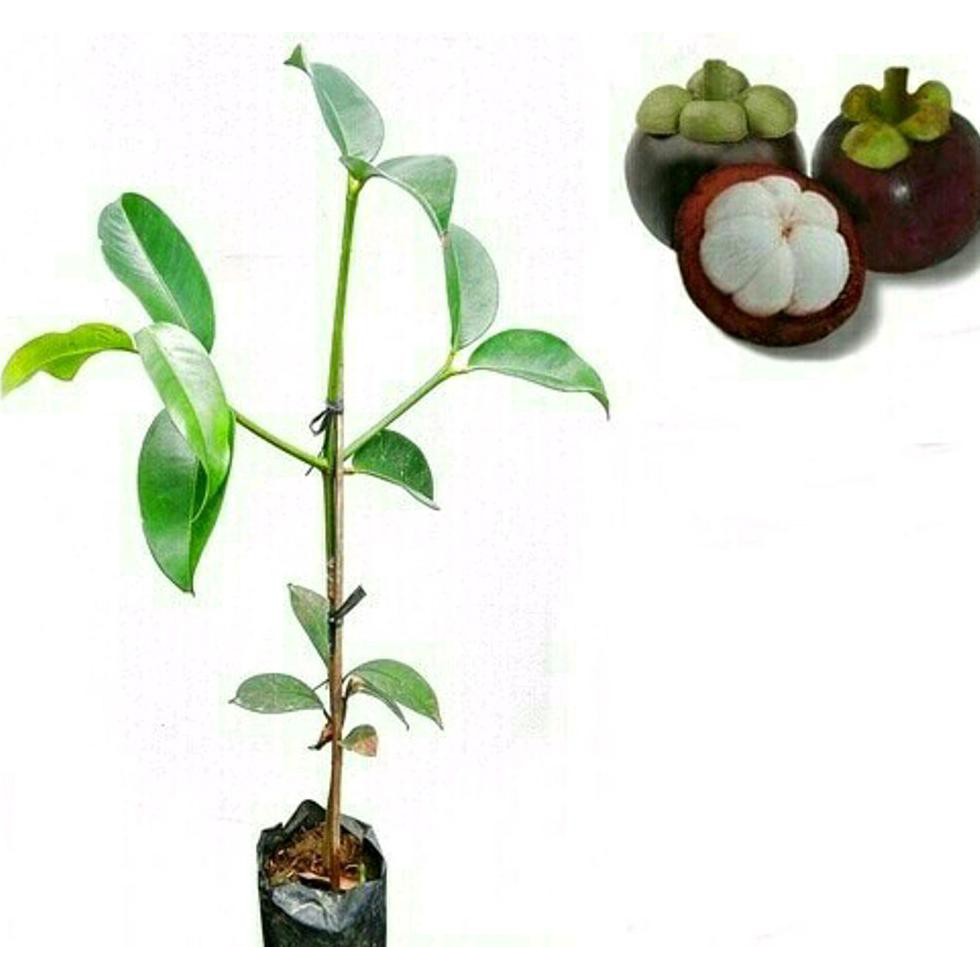 Stok Ready Bibit Buah Manggis Wanayasa I32