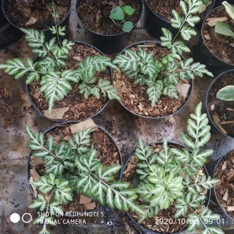Tanaman Pakis Silver Pteris Ensiformis Pakis Renda Perak Pakis Lace Fern