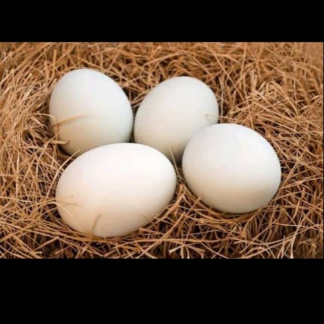 

Telur Entok Telur Mentok Telur Entog Fertil 100%