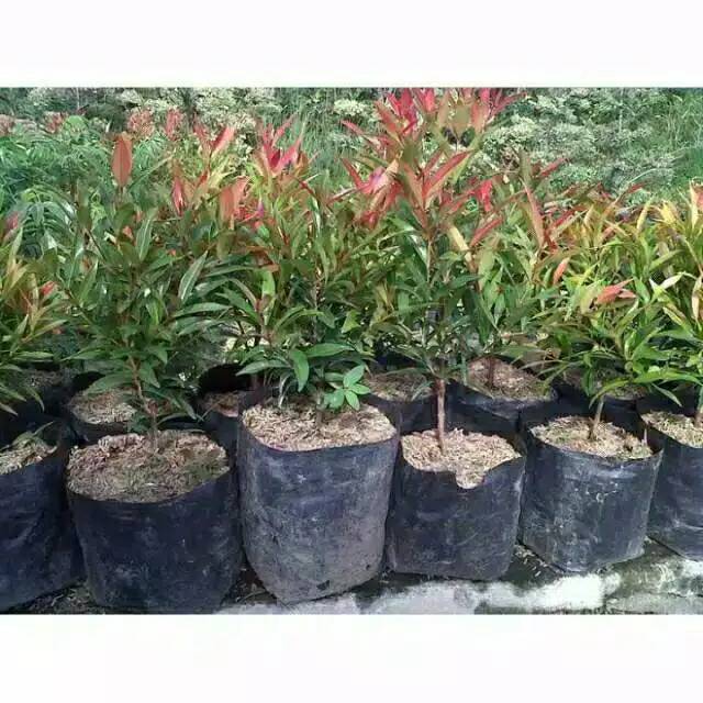 tanaman pucuk merah pohon pucuk merah daun pucuk merah