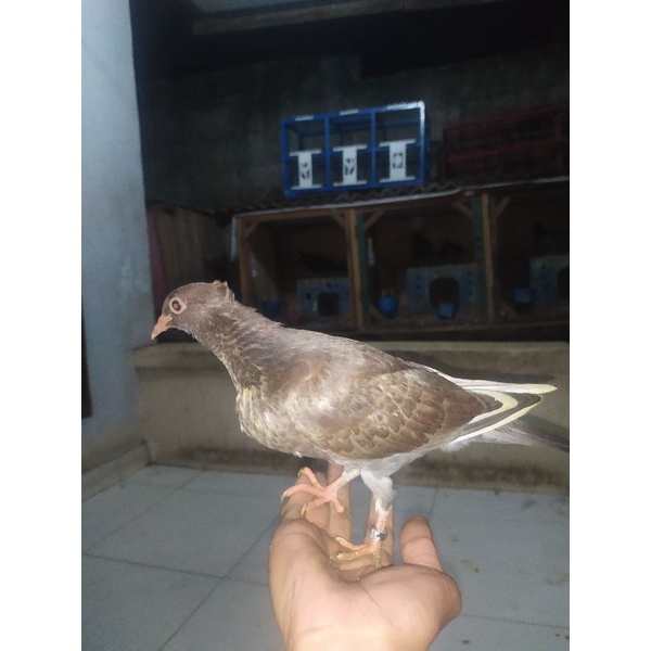 merpati bahan trah juara