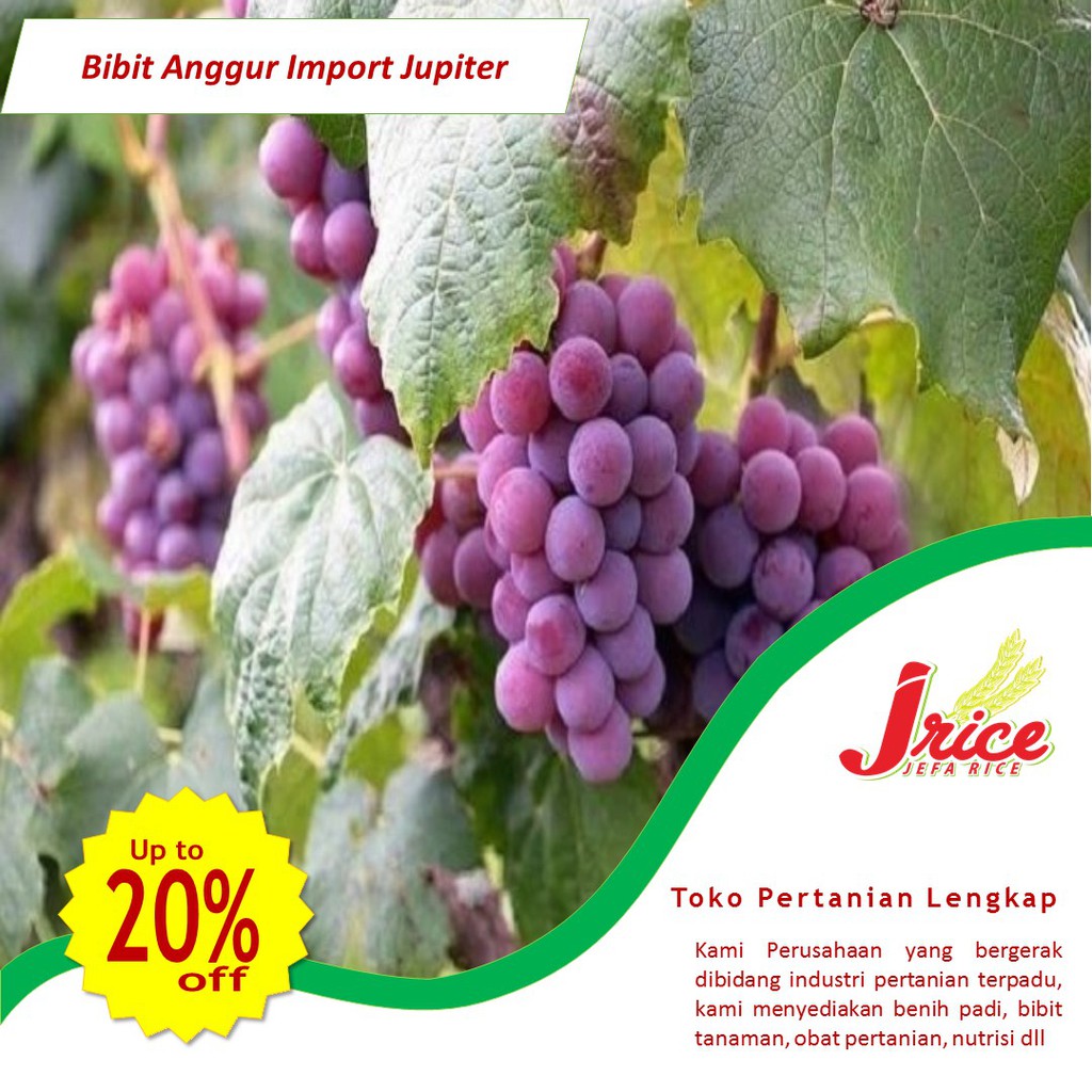 BIBIT ANGGUR JUPITER BIBIT ANGGUR IMPORT