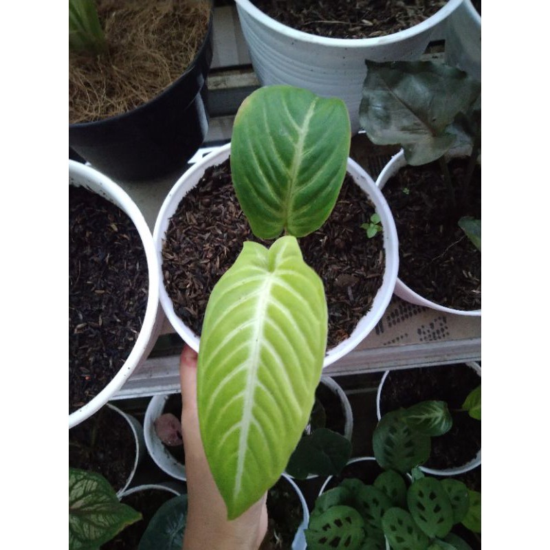 Keladi lindeni zebra