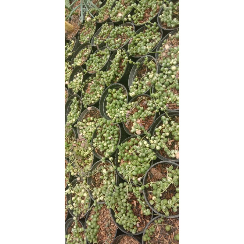 string of pearl varigata