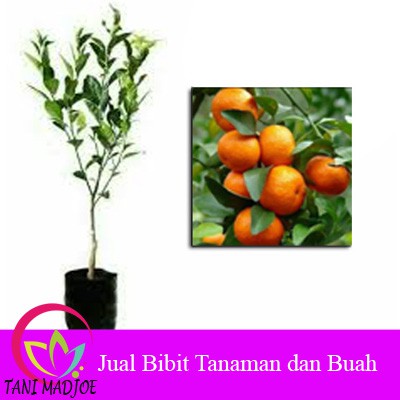 Murah Tanaman Buah Jeruk Santang Madu