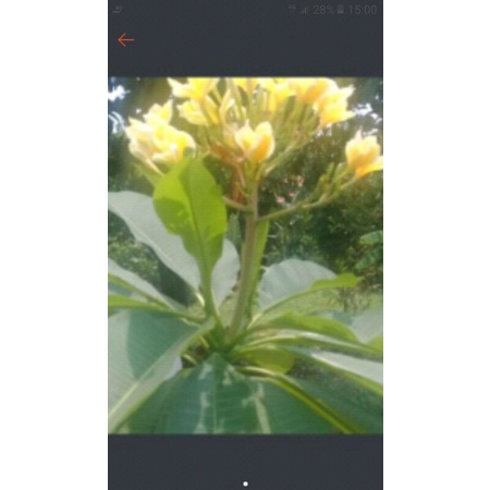 pohon bunga kamboja bali kuning