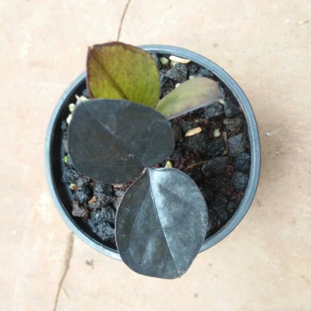 

Zamia cullas hitam(black)