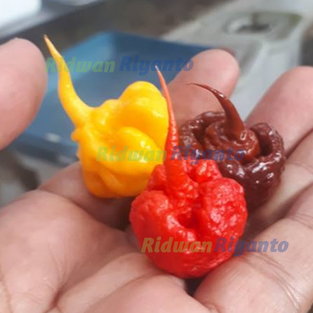 PAKET 3 Jenis BIJI Benih Cabe CAROLINA REAPER Red Yellow Choco Cabai Terpedas di DUNIA The Guinness