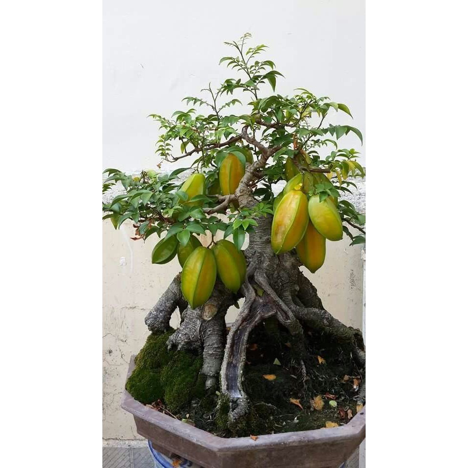 Featured image of post Tanaman Bonsai Buah Belimbing Solusi memperbanyak bakalan bonsai belimbing