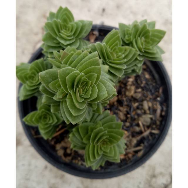 Crasula estagnol