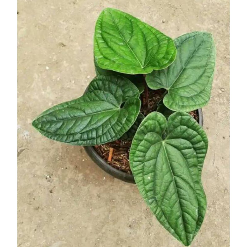 Tanaman hias anthurium sirih besar