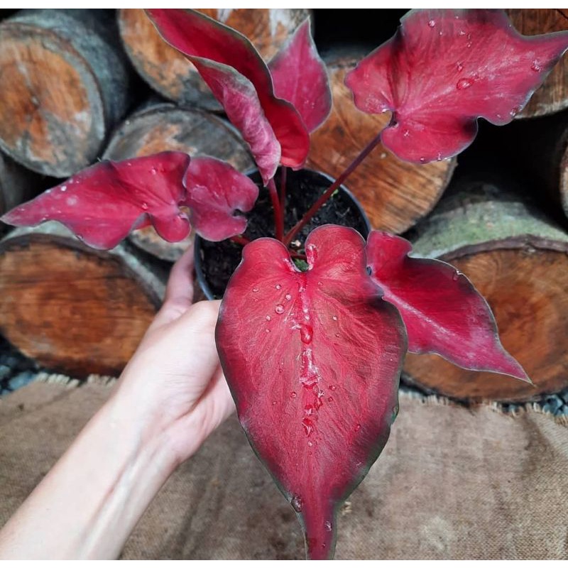 (BISA COD) Tanaman Caladium AnggurMerah Bunga Hias Caladium AnggurMerah Bunga Hidup Caladium AnggurM