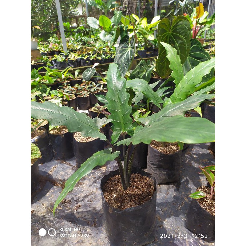 KELADI KERIS PAPUA SIZE BESAR