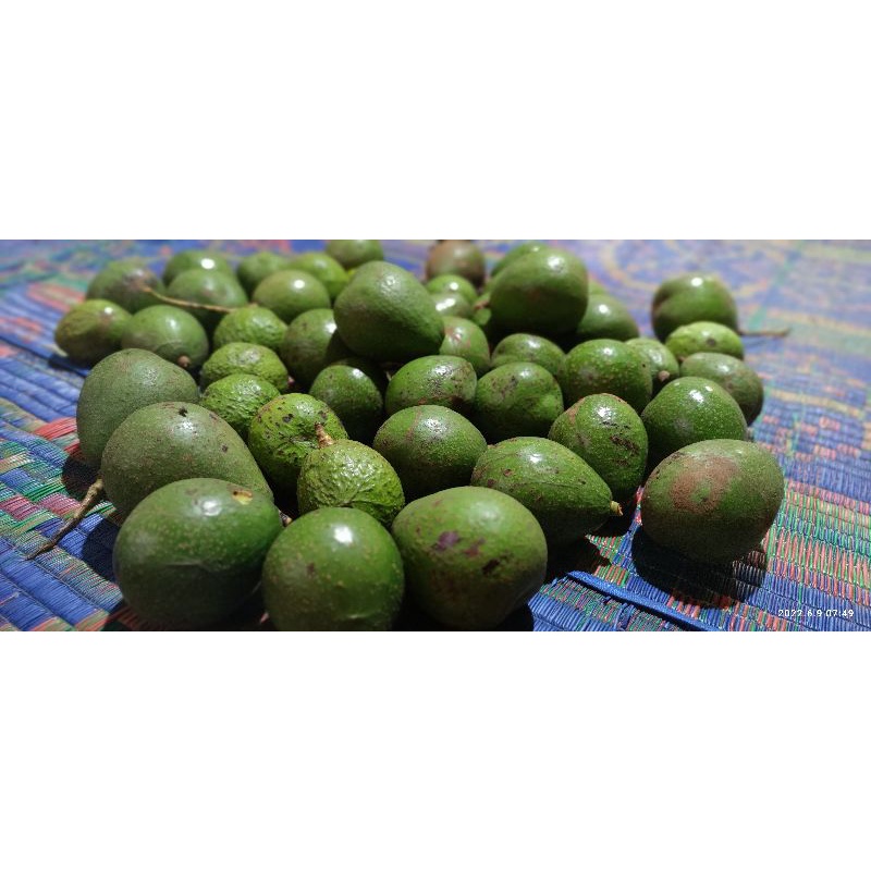

Buah Alpukat Pokat Avocado Gayo 1 Kg