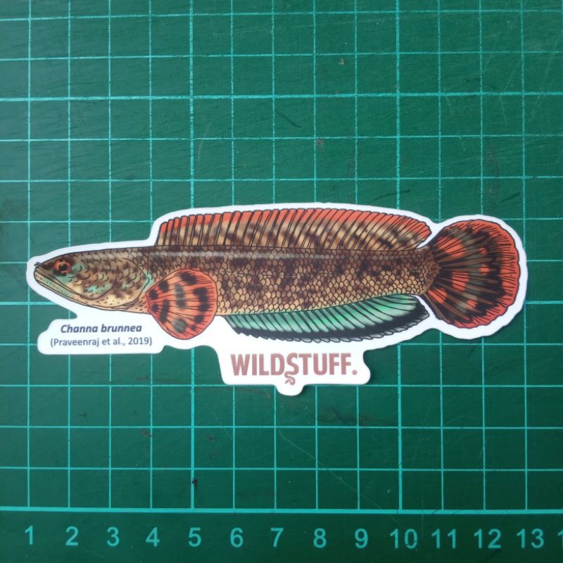 Sticker Wildstuff - Channa brunnea - Brown Bleheri - Bleheri coklat