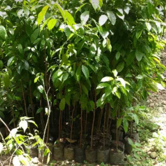 Bibit pohon rasamala